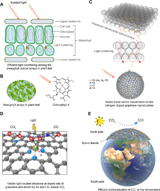 ​武汉大学今日ACS Nano：氮掺杂石墨烯纳米气泡负载贵金属原子，仿生叶片光催化还原CO2！