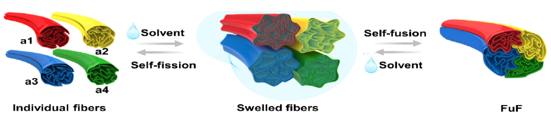 石墨烯纤维及宏观材料取得新进展—浙大纳高团队2021回顾