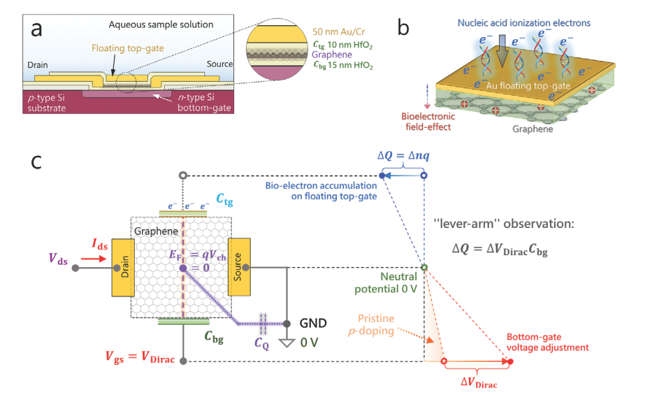 天津师范大学王程/深圳技术大学贾原/海南大学叶巍翔课题组《Small》：石墨烯场效应管观测的核酸双螺旋电容效应与错配影响