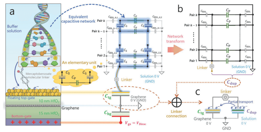 天津师范大学王程/深圳技术大学贾原/海南大学叶巍翔课题组《Small》：石墨烯场效应管观测的核酸双螺旋电容效应与错配影响