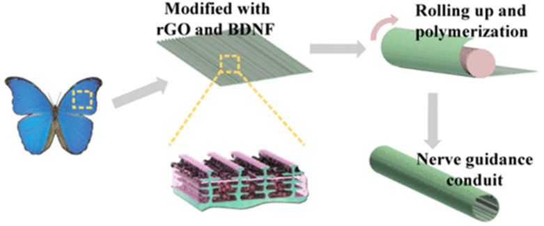 《ACS Nano》东南大学柴人杰/赵远锦：导电拓扑形态蝴蝶翅膀石墨烯/明胶支架用于神经修复！