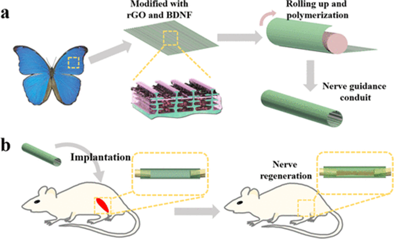 《ACS Nano》东南大学柴人杰/赵远锦：导电拓扑形态蝴蝶翅膀石墨烯/明胶支架用于神经修复！