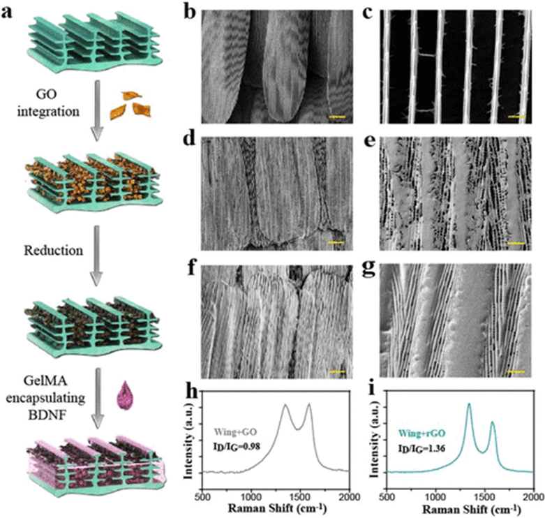 《ACS Nano》东南大学柴人杰/赵远锦：导电拓扑形态蝴蝶翅膀石墨烯/明胶支架用于神经修复！