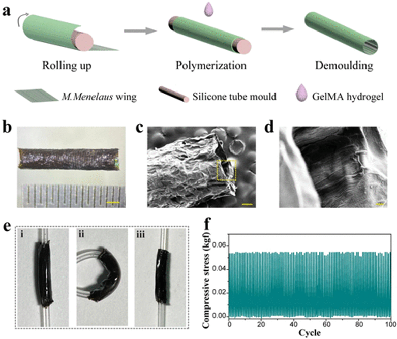 《ACS Nano》东南大学柴人杰/赵远锦：导电拓扑形态蝴蝶翅膀石墨烯/明胶支架用于神经修复！