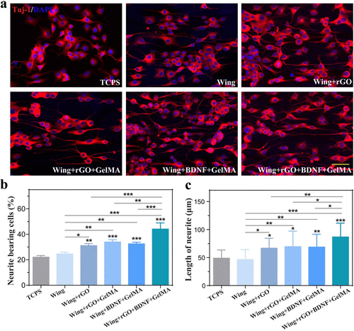 《ACS Nano》东南大学柴人杰/赵远锦：导电拓扑形态蝴蝶翅膀石墨烯/明胶支架用于神经修复！