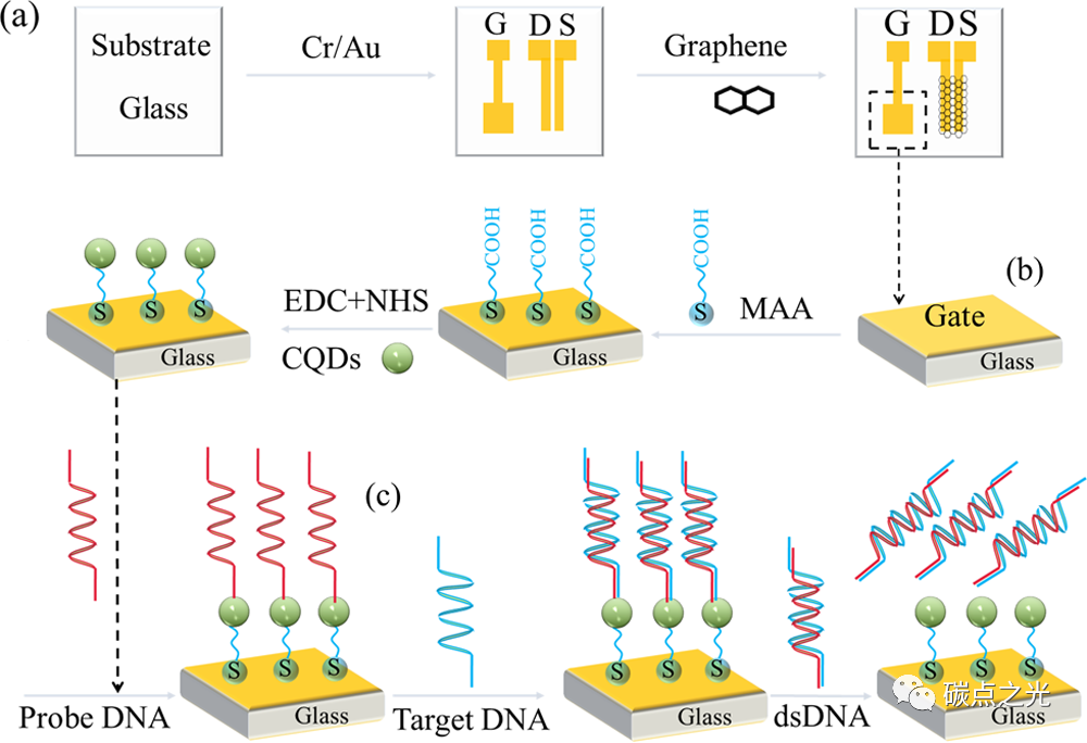 Analytical Chemistry:基于碳量子点功能化溶液门控石墨烯晶体管的超灵敏无标记DNA检测