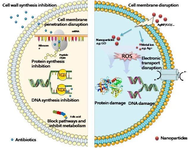 石墨烯抗菌的原理是什么