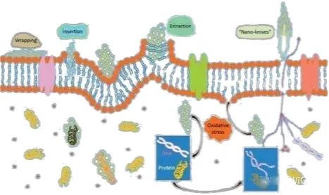 石墨烯抗菌的原理是什么
