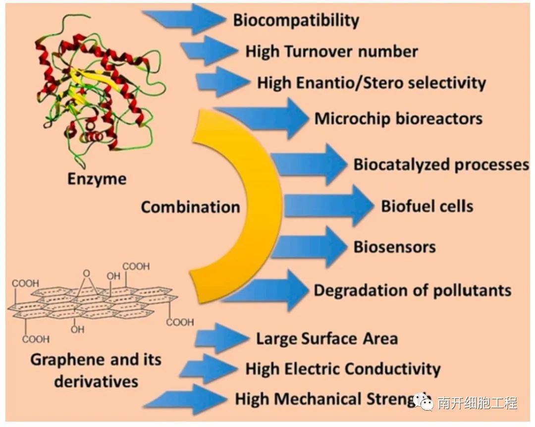 石墨烯为基底开发多功能纳米生物催化系统