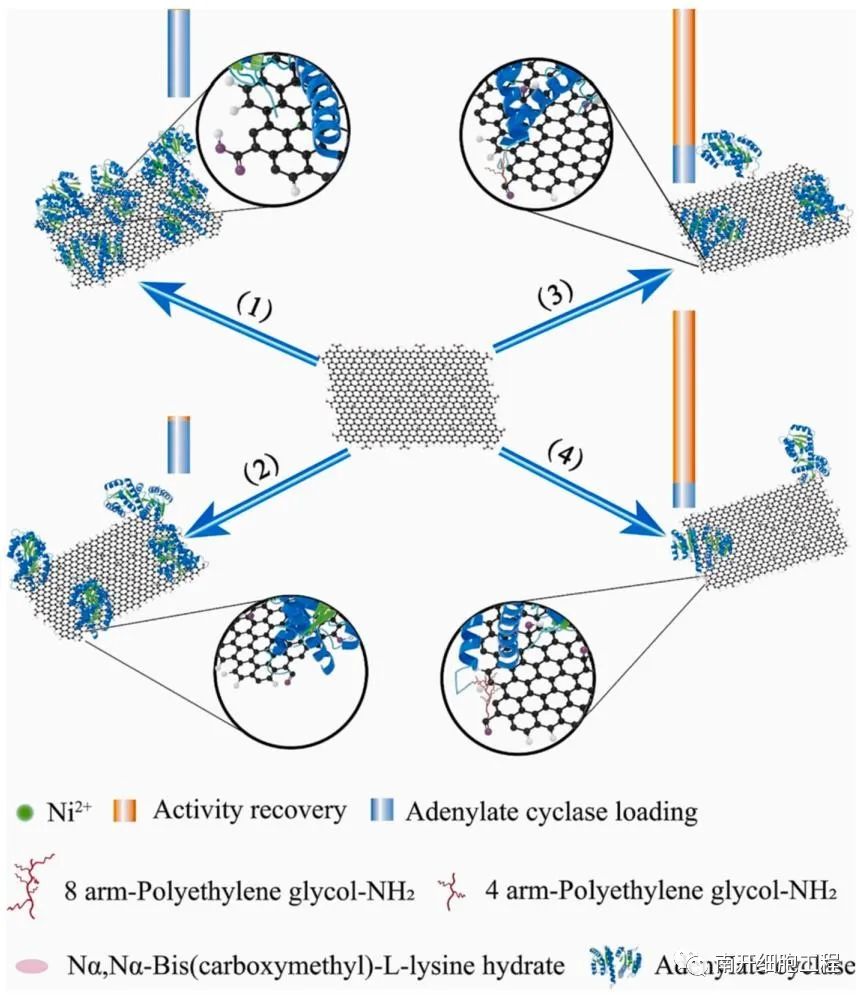 石墨烯为基底开发多功能纳米生物催化系统