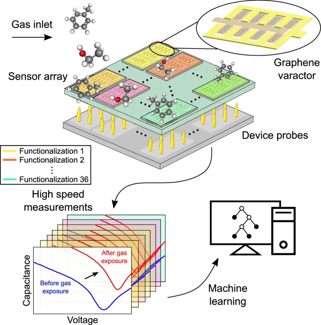 ACS Nano：基于机器学习的石墨烯电子鼻中挥发性有机物的快速检测