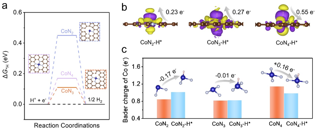 费慧龙教授，叶龚兰副教授，赵双良教授，Small研究文章：石墨烯基Co-N-C单原子催化剂的形貌和微环境调控及其电催化析