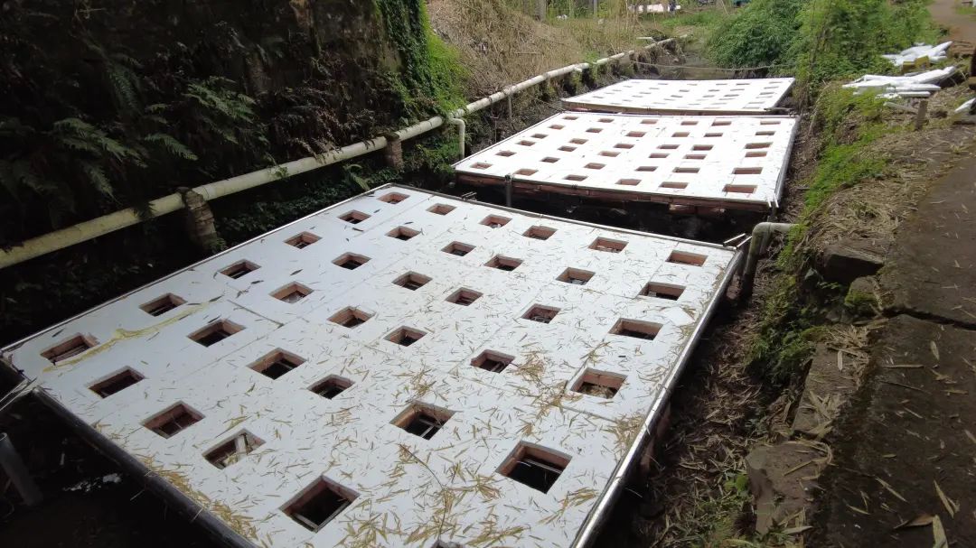 资讯丨全省首座水魔方-石墨烯协同水体原位净化装置在自贡建成