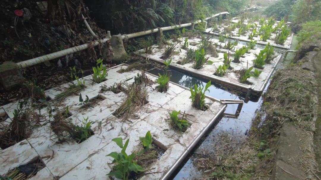 资讯丨全省首座水魔方-石墨烯协同水体原位净化装置在自贡建成