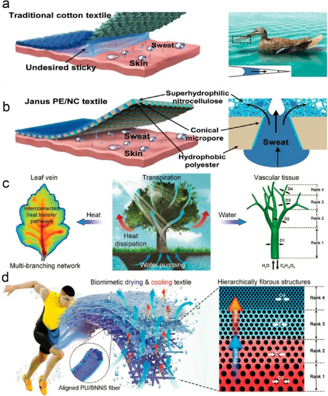 香港城市大学胡金莲教授《ACS Nano》:热管理服装的最新进展——材料、机制和前景