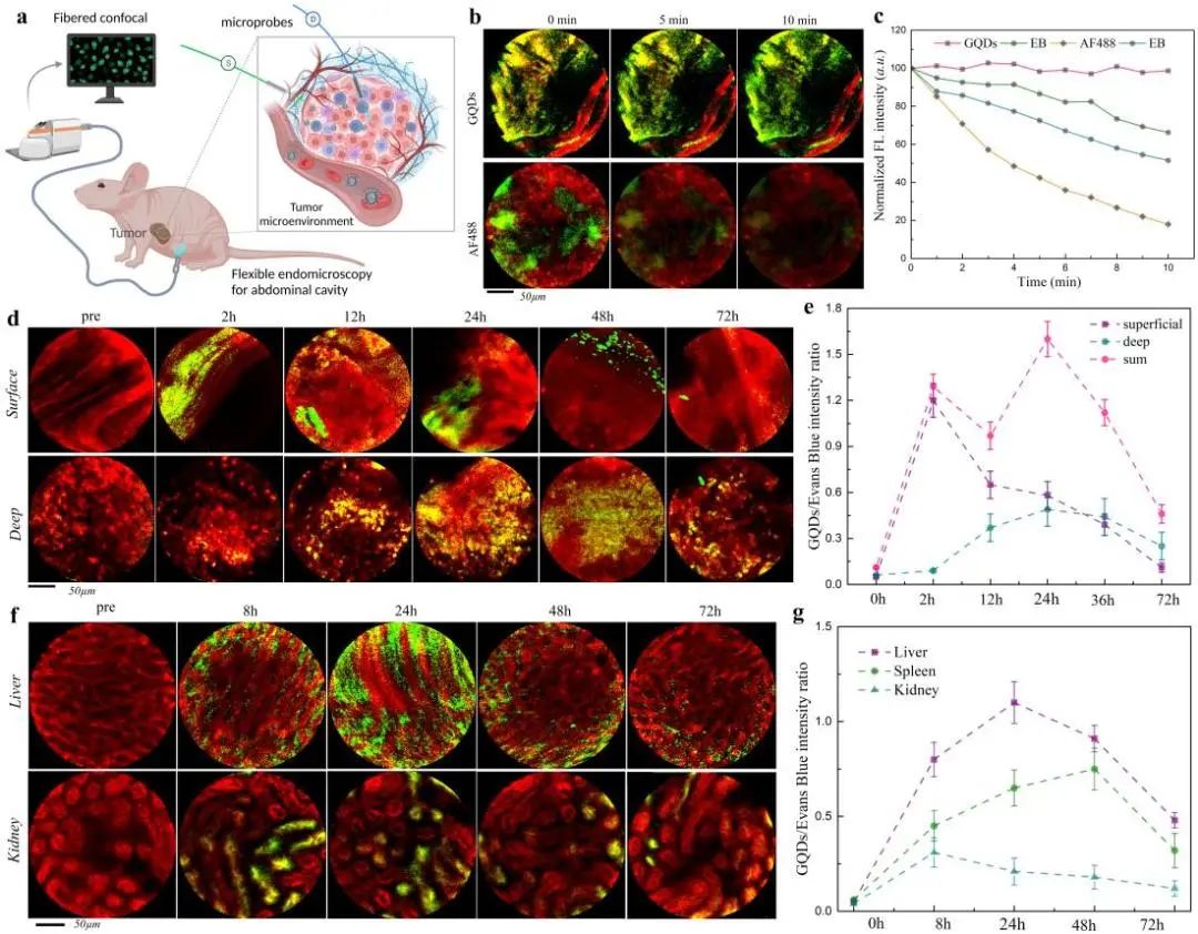 Adv. Mater.: 植入石墨烯量子点用于靶向增强肿瘤成像和局部药代动力学长期可化视