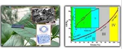 河南科技大学《ACS AMI》：基于多孔聚二甲基硅氧烷与碳纳米管和石墨烯混合的可穿戴应变传感器