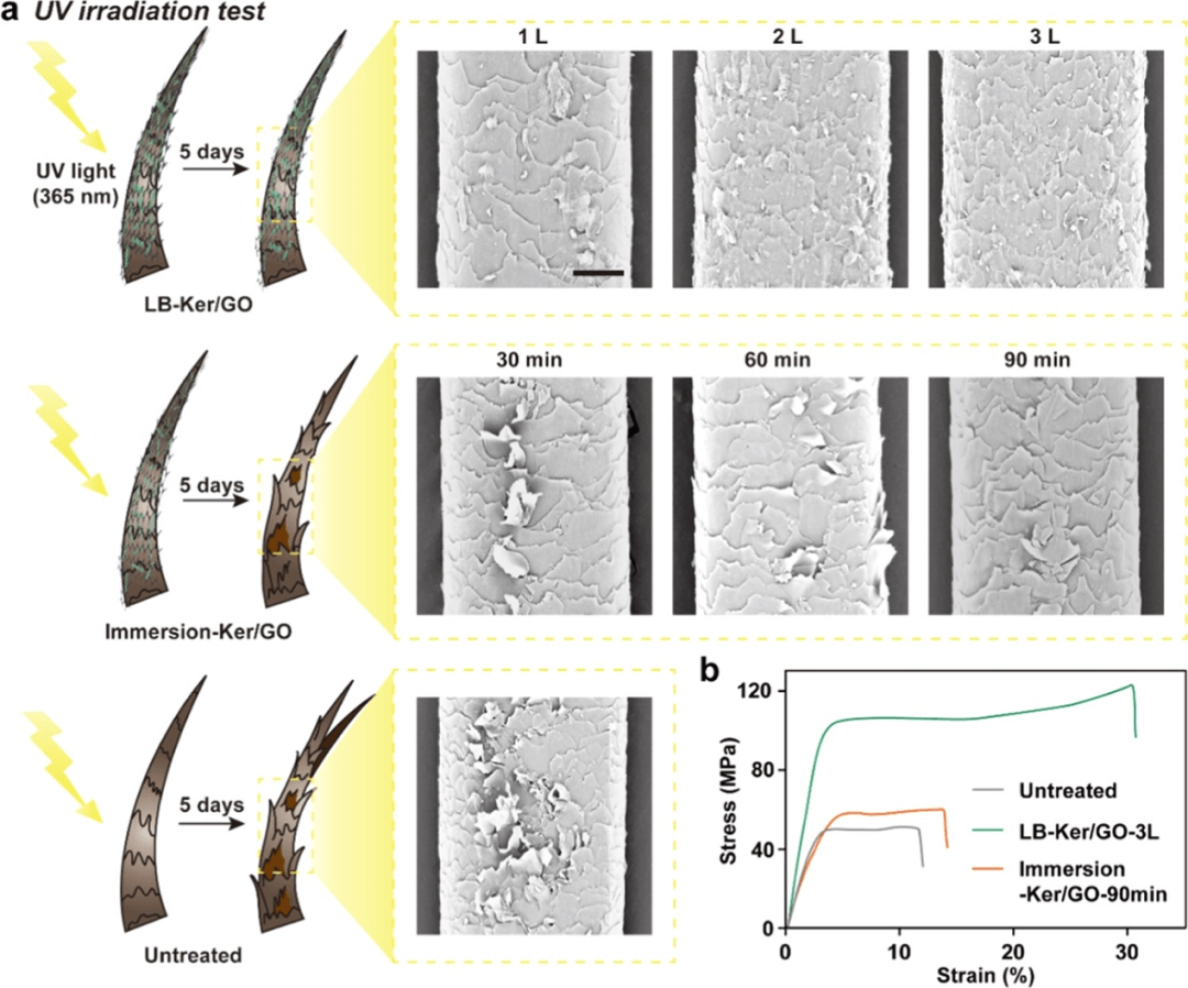 ​角蛋白/氧化石墨烯纳米复合材料实现高性能假发