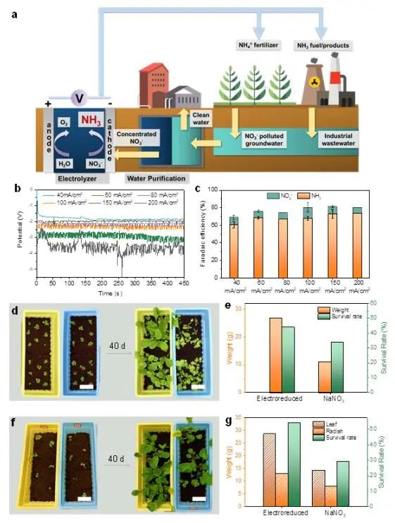 ​港城大AM：FE近100%！非晶态石墨烯上硝酸盐直接合成氨