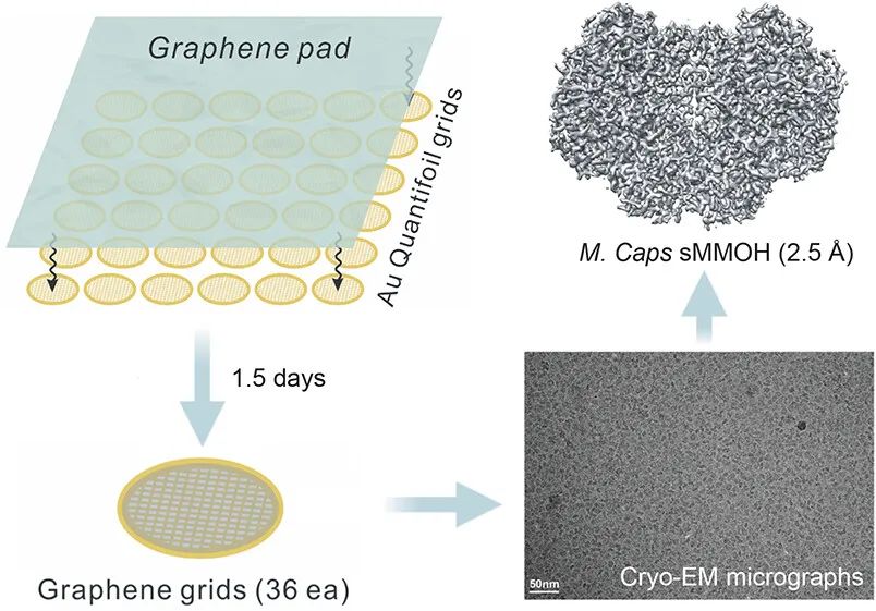 ACS Nano：用于Cryo-EM的高质量石墨烯网格的批量生产