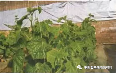 农业保温工程石墨烯应用解决方案