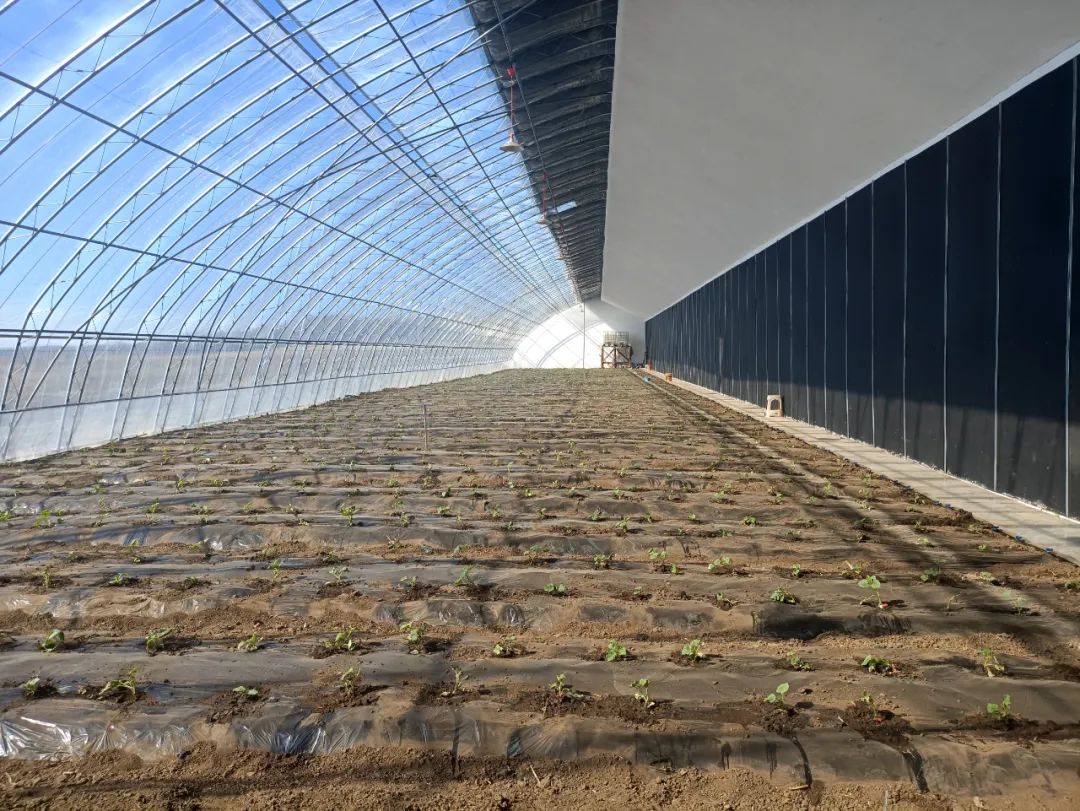 萝北县云山镇愚公村 石墨烯“热”了棚室经济
