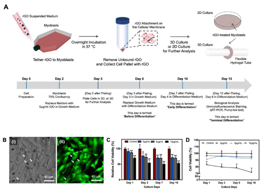Biomaterials：通过还原石墨烯氧化物延长连接蛋白43的持续时间，增强生物杂化泵中的工程肌肉