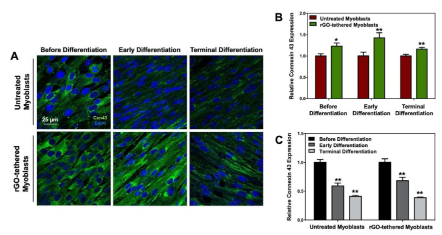 Biomaterials：通过还原石墨烯氧化物延长连接蛋白43的持续时间，增强生物杂化泵中的工程肌肉