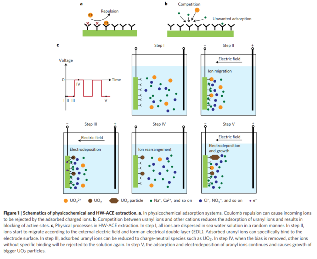 33岁女科学家向海水“要”稀有金属，采用全新电化学方法提取铀和锂，开辟海水采矿新领域