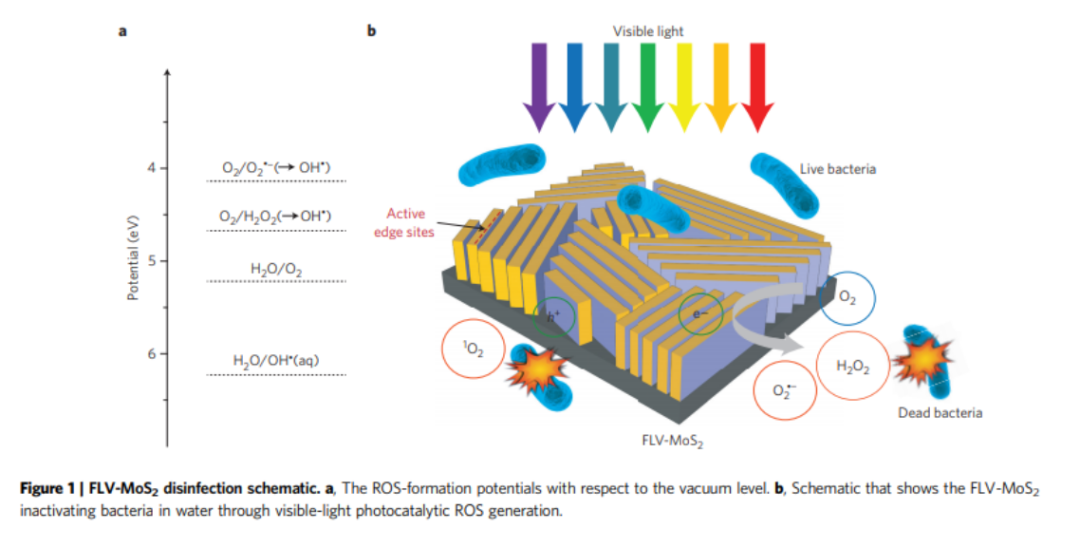 33岁女科学家向海水“要”稀有金属，采用全新电化学方法提取铀和锂，开辟海水采矿新领域