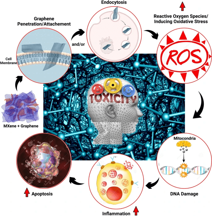 斯坦福大学医学院Ebrahim Mostafavi亮点评述：MXene-石墨烯复合材料在生物医学的应用潜力