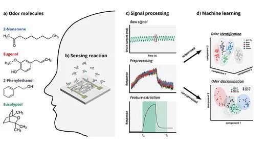 德累斯顿工业大学研究：E-noses: Smells like the future of sensors