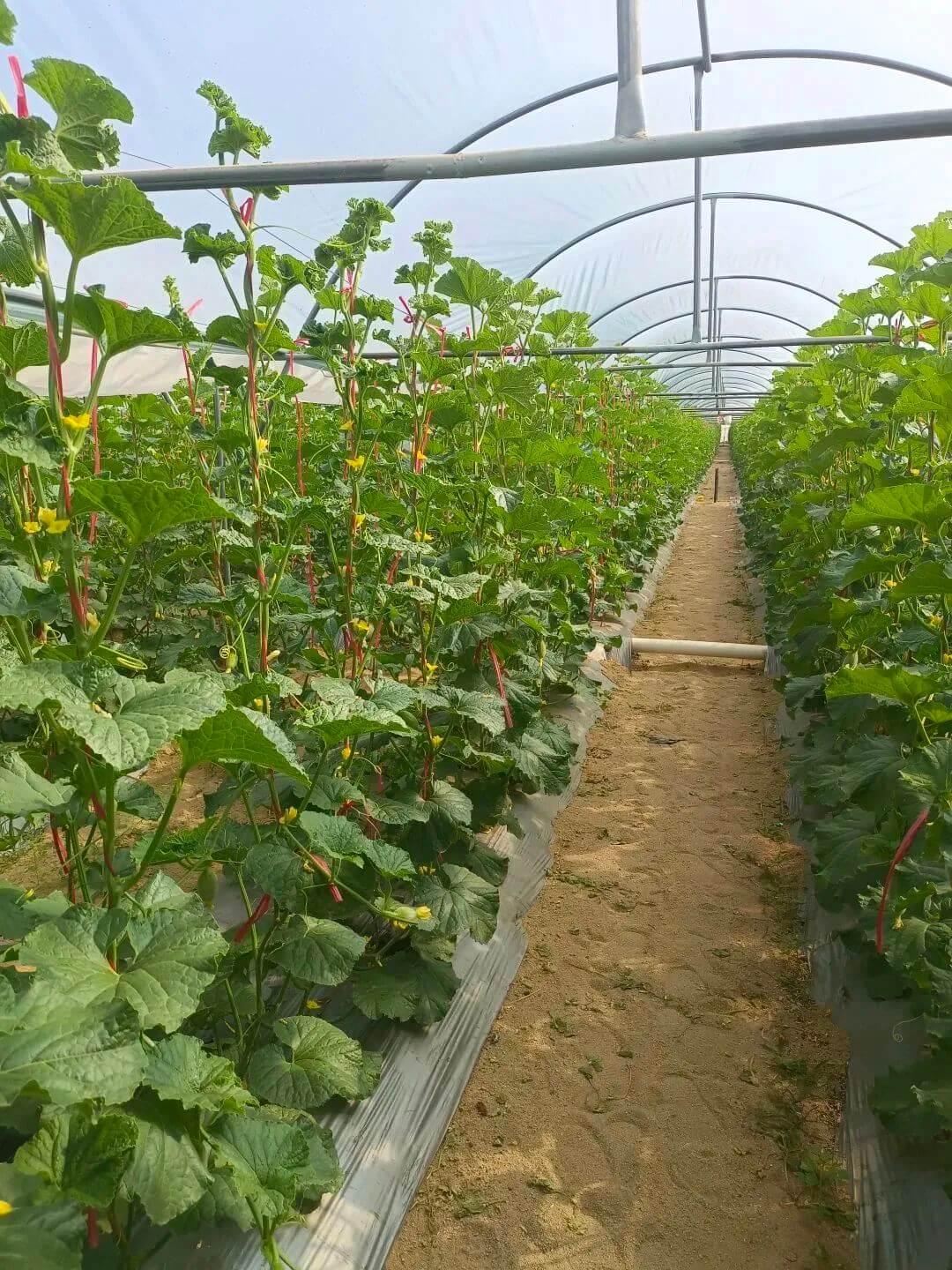 石墨烯研究院新产品——石墨烯可降解地膜产业化取得重大突破