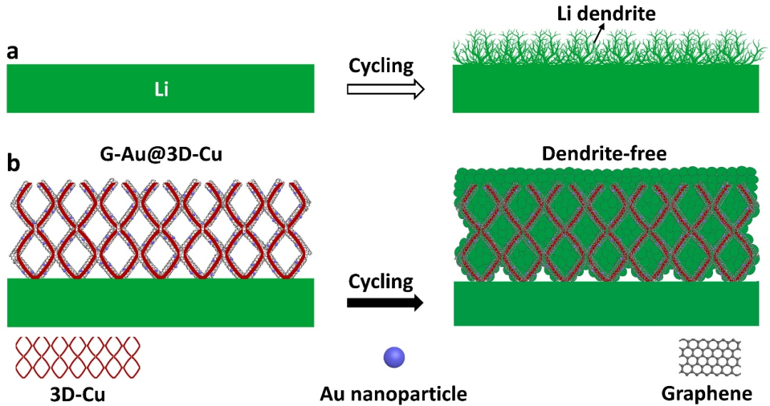 Chem. Eur. J. ：石墨烯与亲锂金纳米颗粒共修饰泡沫铜助力于无枝晶锂金属负极