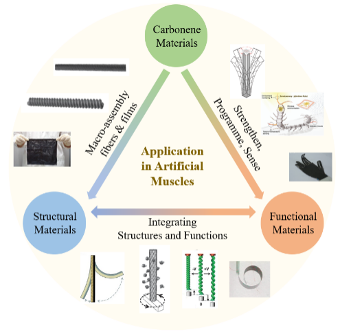 北京大学张锦院士团队综述：烯碳材料在人工肌肉领域的应用进展