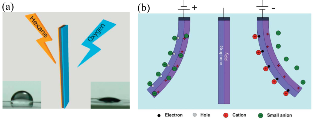 北京大学张锦院士团队综述：烯碳材料在人工肌肉领域的应用进展