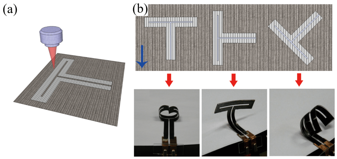 北京大学张锦院士团队综述：烯碳材料在人工肌肉领域的应用进展