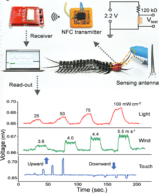 北京大学张锦院士团队综述：烯碳材料在人工肌肉领域的应用进展