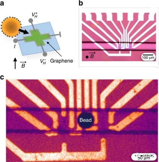 与微流控平台高度集成的石墨烯霍尔传感器，用于全血的磁传感