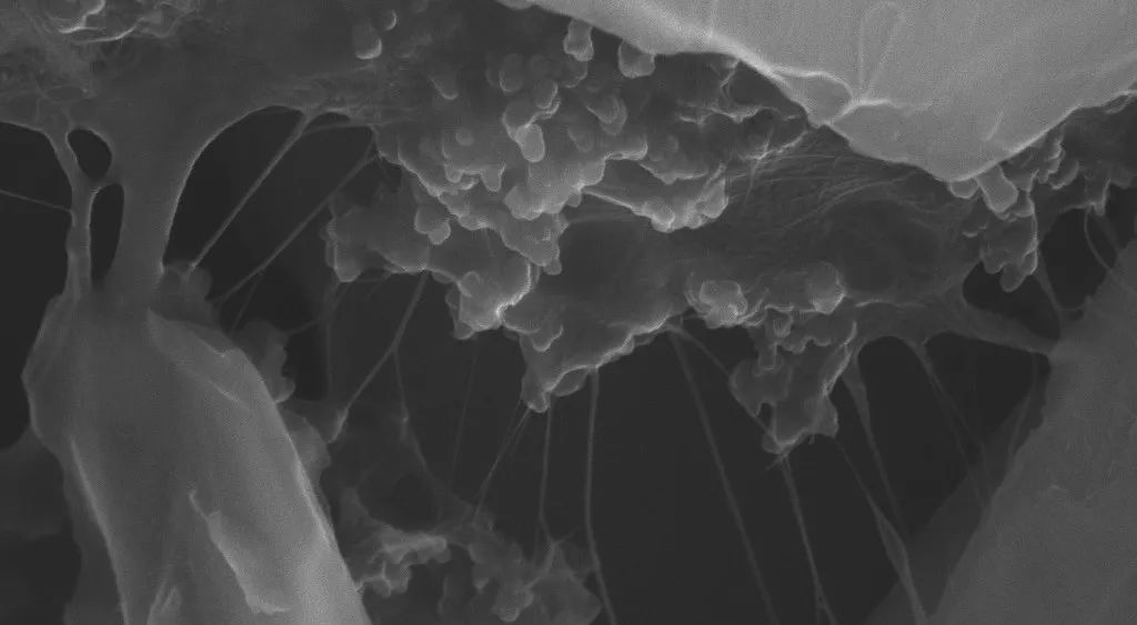 单壁碳纳米管助力孚能科技能量密度突破330Wh/kg，助力续航增长25%