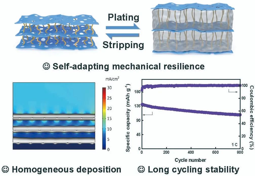 SCMs|具有自适应机械弹性的纳米纤维互锁多孔石墨烯复合气凝胶用于高度可逆的无枝晶锂金属负极