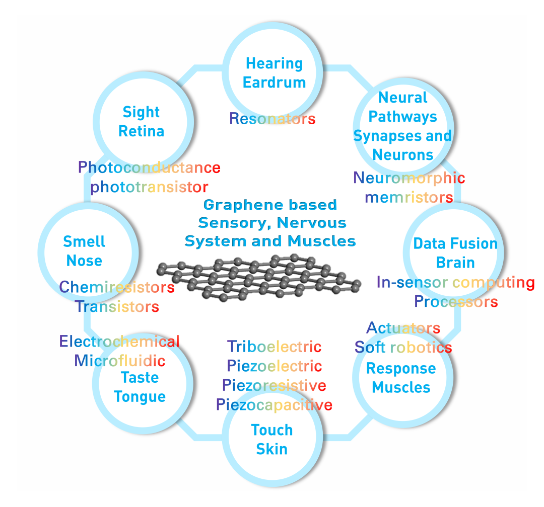 ACS Sensors | 济南大学逄金波-刘宏教授团队 | 石墨烯在人体五感、神经系统和人工肌肉中的应用