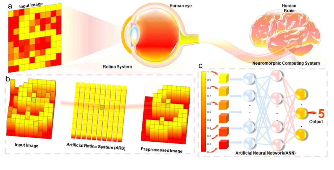 ACS Sensors | 济南大学逄金波-刘宏教授团队 | 石墨烯在人体五感、神经系统和人工肌肉中的应用