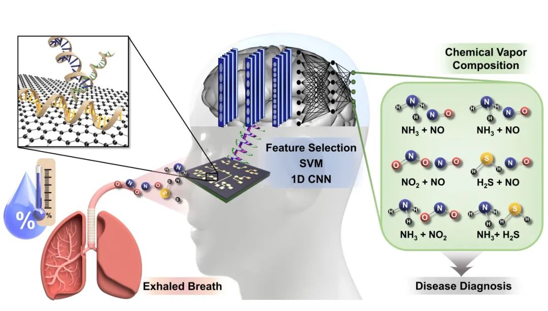 最新成果 | 延世大学Jongeun Choi教授团队：基于人工智能的多重DNA功能化石墨烯传感器用于分析化学蒸汽成分