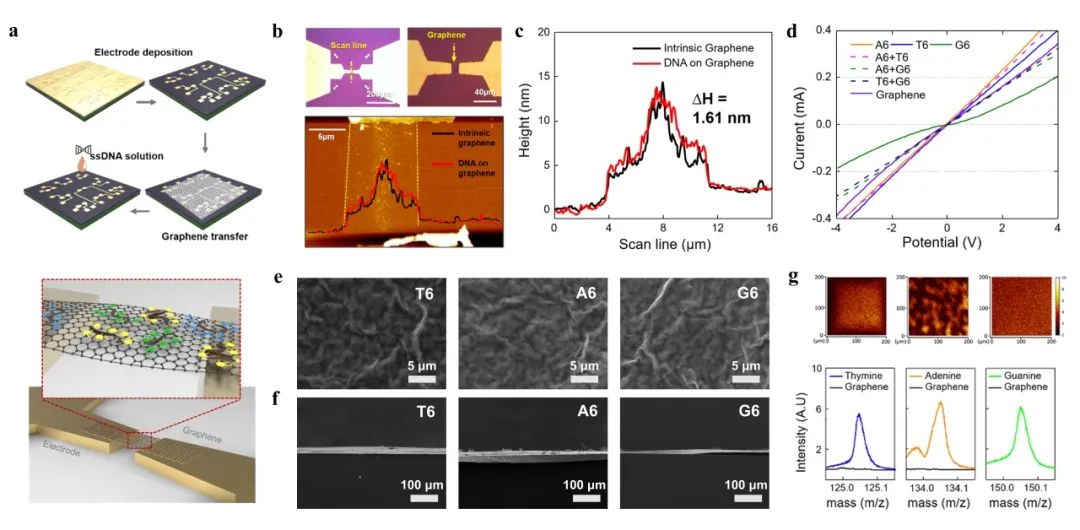 最新成果 | 延世大学Jongeun Choi教授团队：基于人工智能的多重DNA功能化石墨烯传感器用于分析化学蒸汽成分