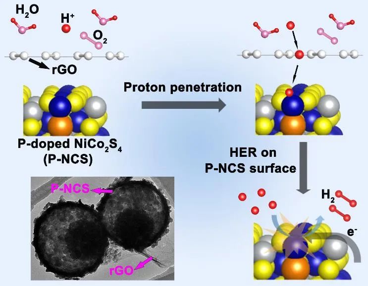 SCMs|磷掺杂剂和石墨烯包覆层对NiCo2S4电催化剂析氢活性和耐久性的协同影响