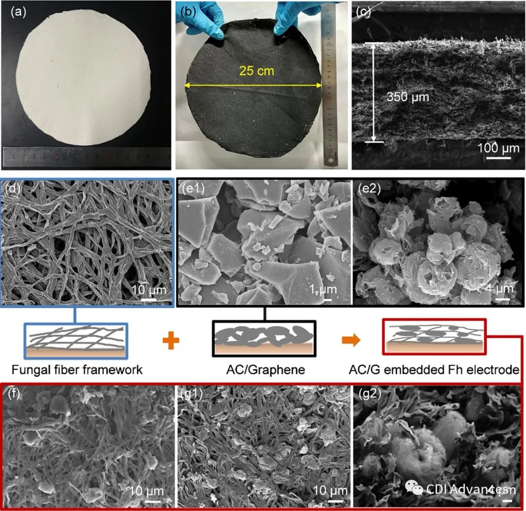 SPT: 石墨烯嵌入无粘合剂真菌菌丝电极用于电容去离子脱盐