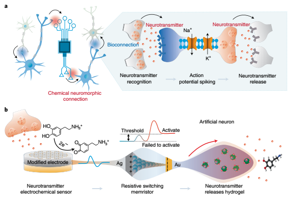 南邮团队联合南洋理工造出人工神经元，实现人工神经元与活神经元交互，向化学脑机接口迈出重要一步