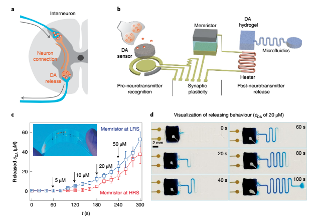 南邮团队联合南洋理工造出人工神经元，实现人工神经元与活神经元交互，向化学脑机接口迈出重要一步