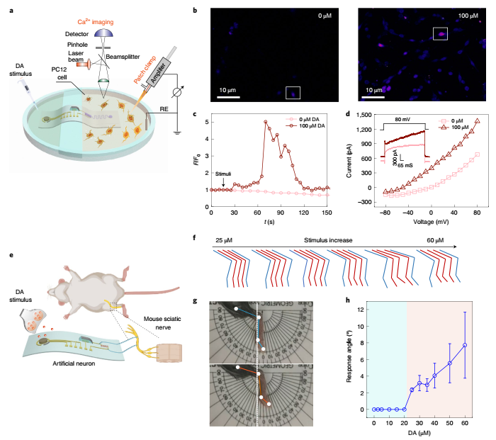 南邮团队联合南洋理工造出人工神经元，实现人工神经元与活神经元交互，向化学脑机接口迈出重要一步